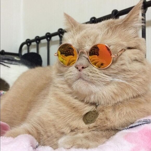 ⛔️CLEARANCE⛔️ Mini Retro Pet Sunglasses - Picture 10 of 15